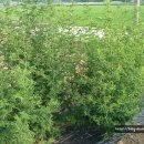 인영농장 이미지