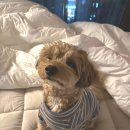 올리브독 | 클로젯독 올리브 겨울 목폴라티 블루 착용후기 강아지옷