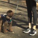 강아지미용실502 이미지