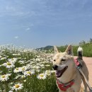 공주-05 | 충남 공주 미르섬 샤스타데이지🌼 강아지랑 산책 다녀왔어요! 충남 샤스타데이지 명소 추천