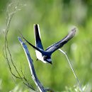 외연도의 할미새사촌(Ashy Minivet) 이미지