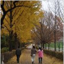 [11-1 일] 단풍 라이딩 후기
