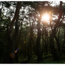 거창-주상-9 이미지