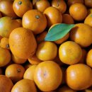 문교농장 이미지