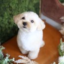 리즈애견미용 이미지