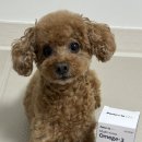 벳코어 네이버블로그