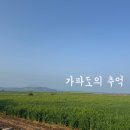 하모리-20 | [제주 가파도] 청보리 유채꽃 명소 방문 후기