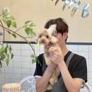파파뭉 네이버블로그