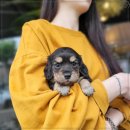 나눔펫 책임분양소 강아지분양 일산점 이미지