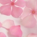 후테라피 Daum카페
