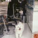 멍멍샤워 이미지