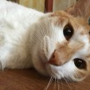 도리순이 이미지