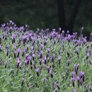 숲속쉼터 이미지