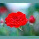 동탄센트럴파크 테니스장 이미지