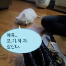 포리김밥 이미지