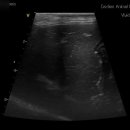 진리 동물병원 이미지