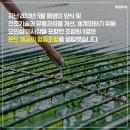 완도매생이협동조합 네이버블로그