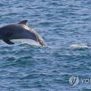 돌고래아파트