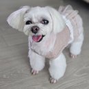 강아지공간 | 초미니 강아지 양모펠트 전신 미니어처 아롱이 추모공간 제작 후기