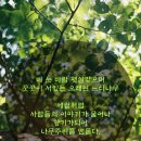 행복나무 이미지