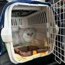 목욕하는 고양이 | 창원 고양이 무마취미용 머리깎는 고양이 솔직후기