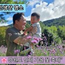 열두달 국내 여행지 추천 & 인생사진 찍기 | 🌸 강원도 인제 가을 꽃 축제 후기｜아이와방문하기좋은 가을나들이장소 추천
