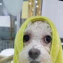 호텔펫코리아 이미지