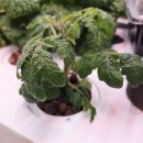 방울 | 다이소 방울토마토 재배세트 사용후기