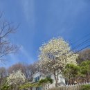 죠이마트 - 용산구 | 횡성 산수향야영장, 반려견·가족 캠핑 강추 — 계곡 힐링 캠핑장