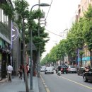 가로수길 - 홍천군 연봉로 43 | 가로수길