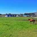 제주스럼 이미지