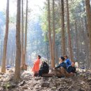 편백산림욕장 진입로 이미지