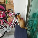 별이와콩이 이미지