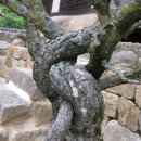 안동무궁화 이미지