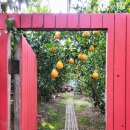 남원읍-90 | 쇠소깍산물관광농원 한라봉따기 아이들과 특별한 제주체험! 솔직 추천 후기