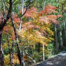 장태산휴양림 이미지