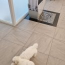 에스티 비숑프리제 이미지