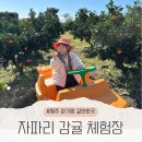 제주 자파리 감귤 체험장 아기랑 귤따기 자동차 포토존 가득