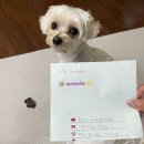 맛있개 먹었냥 | 김해 장유 24시 무인 반려동물 수제간식점 방문 후기! 맛있개 먹었냥