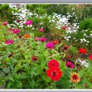 백일홍 민박집 이미지