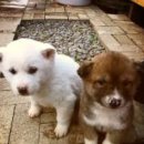 멍멍왈왈 이미지