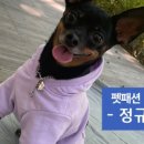 펫의류&펫소품 만들기 이미지