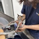 신도시동물병원 | 동탄2신도시동물병원에서 알려드리는 고양이 전용 진료실이 필요한 이유