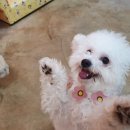 멍돌하우스 이미지