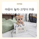 야옹아놀자 | 야옹아 놀자 연수동 고양이 미용 다녀온 후기, 연수동 고양이 카페 후기