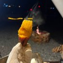 세모야 | 부산 근교 청도 세모 글램핑 내돈내산 후기