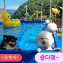 경주애견펜션 해피데이해피독 이미지