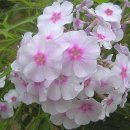 풀협죽도(Phlox paniculata) 이미지