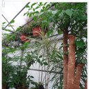 봄마중(2월에는) 이미지