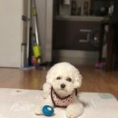 몽블리 펫샵 이미지